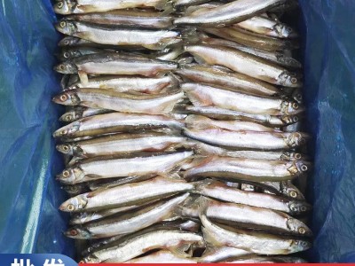 无籽多春鱼冷冻烧烤商用冰鲜特大无冰衣无籽即食海鲜多春鱼图5