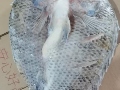 先上鲜开背罗非鱼新鲜冷冻三去非洲鲫鱼鲷鱼片商用整箱烧烤烤鱼图3