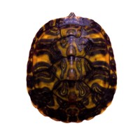 【火焰龟】红腹宽纹龟苗深水观赏龟宠物活物小乌龟招财龟摆摊批发