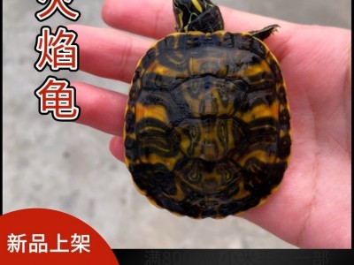 【火焰龟】红腹宽纹龟苗深水观赏龟宠物活物小乌龟招财龟摆摊批发图4