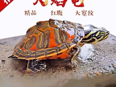 【火焰龟】红腹宽纹龟苗深水观赏龟宠物活物小乌龟招财龟摆摊批发图5