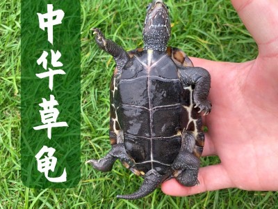 中华草龟苗大小乌龟金线草龟墨龟三线观赏宠物乌龟活体养殖场批发图5