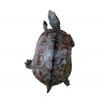 中华草龟苗大小乌龟金线草龟墨龟三线观赏宠物乌龟活体养殖场批发