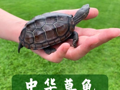 中华草龟苗大小乌龟金线草龟墨龟三线观赏宠物乌龟活体养殖场批发图2