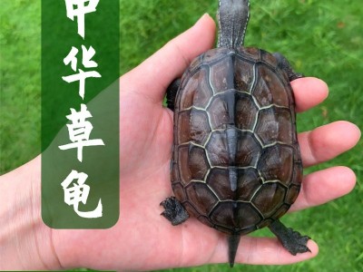 中华草龟苗大小乌龟金线草龟墨龟三线观赏宠物乌龟活体养殖场批发图4
