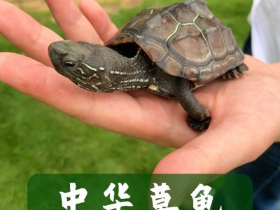 中华草龟苗大小乌龟金线草龟墨龟三线观赏宠物乌龟活体养殖场批发图3