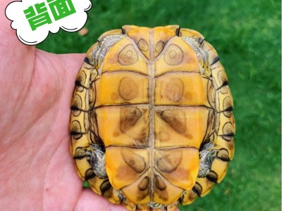 巴西龟大乌龟苗巴西龟苗活体宠物龟活物绿毛龟观赏批发摆地摊代发图4