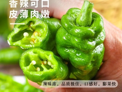 香辣螺丝椒种子高产大果青辣椒种籽春四季阳台盆栽蔬菜种孑苗大全图2