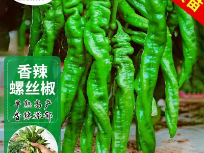 香辣螺丝椒种子高产大果青辣椒种籽春四季阳台盆栽蔬菜种孑苗大全图4