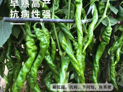 香辣螺丝椒种子高产大果青辣椒种籽春四季阳台盆栽蔬菜种孑苗大全图3