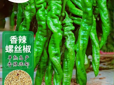 香辣螺丝椒种子高产大果青辣椒种籽春四季阳台盆栽蔬菜种孑苗大全图5