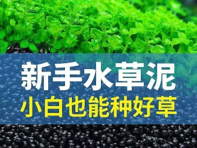 一件代发水草种子水草泥生态家用创意鱼缸玻璃瓶水培植物四季造景图3