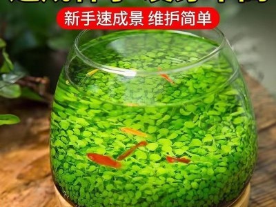 一件代发水草种子水草泥生态家用创意鱼缸玻璃瓶水培植物四季造景图2