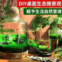 一件代发水草种子水草泥生态家用创意鱼缸玻璃瓶水培植物四季造景