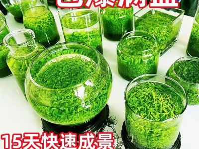 一件代发水草种子水草泥生态家用创意鱼缸玻璃瓶水培植物四季造景图4