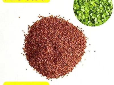 一件代发水草种子水草泥生态家用创意鱼缸玻璃瓶水培植物四季造景图5