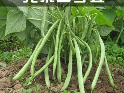 无架四季豆早熟地豆种子四季豆种子矮生不搭架阳台可盆栽蔬菜种子图2