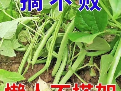 无架四季豆早熟地豆种子四季豆种子矮生不搭架阳台可盆栽蔬菜种子图3