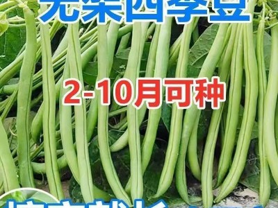 无架四季豆早熟地豆种子四季豆种子矮生不搭架阳台可盆栽蔬菜种子图4