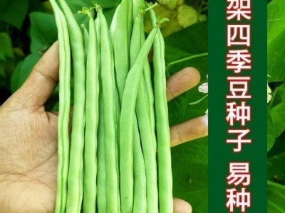 无架四季豆早熟地豆种子四季豆种子矮生不搭架阳台可盆栽蔬菜种子图5