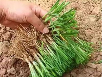 头茬新根韭菜根苗紫色韭菜根四季韭菜种根盆栽韭菜根阳台当年新根图2