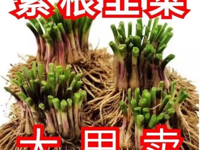 头茬新根韭菜根苗紫色韭菜根四季韭菜种根盆栽韭菜根阳台当年新根图5