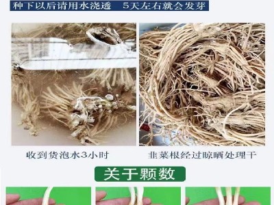 头茬新根韭菜根苗紫色韭菜根四季韭菜种根盆栽韭菜根阳台当年新根图3
