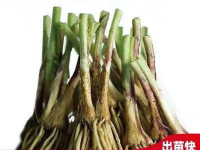 头茬新根韭菜根苗紫色韭菜根四季韭菜种根盆栽韭菜根阳台当年新根图4