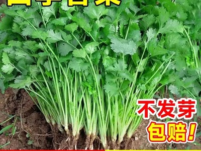 香菜种子大全农家盆栽苗大叶芫荽种籽四季食用香菜籽蔬菜种籽种孑图5