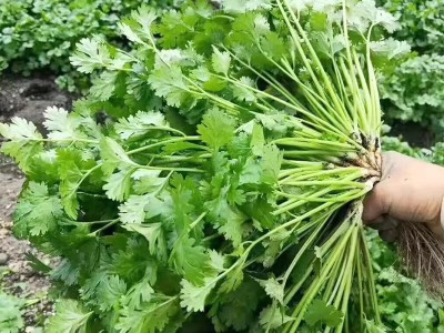 香菜种子大全农家盆栽苗大叶芫荽种籽四季食用香菜籽蔬菜种籽种孑图3