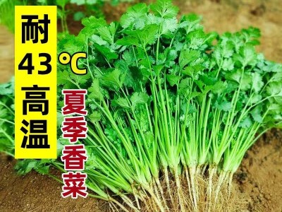 香菜种子大全农家盆栽苗大叶芫荽种籽四季食用香菜籽蔬菜种籽种孑图4