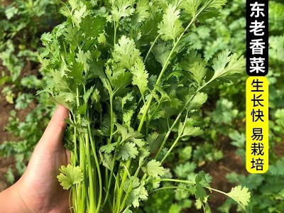 香菜种子大全农家盆栽苗大叶芫荽种籽四季食用香菜籽蔬菜种籽种孑图2