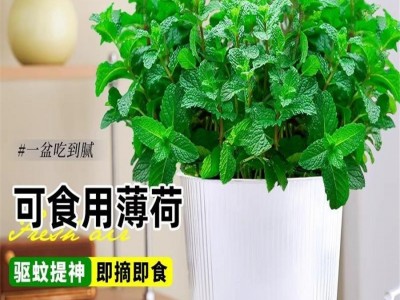 大盆薄荷可食用盆栽大苗驱蚊绿植迷迭香室内四季香草植物猫薄荷叶图2