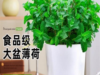 大盆薄荷可食用盆栽大苗驱蚊绿植迷迭香室内四季香草植物猫薄荷叶图4