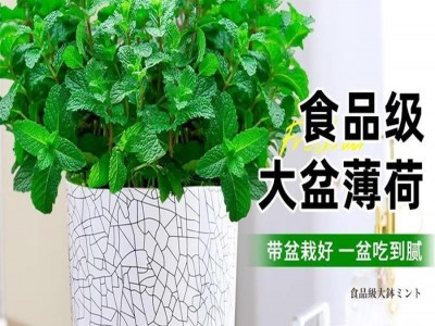 大盆薄荷可食用盆栽大苗驱蚊绿植迷迭香室内四季香草植物猫薄荷叶图3