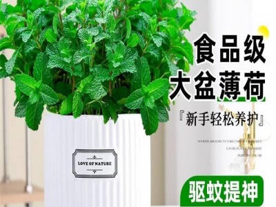 大盆薄荷可食用盆栽大苗驱蚊绿植迷迭香室内四季香草植物猫薄荷叶图5