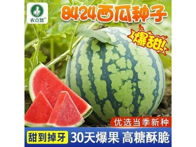 8424麒麟西瓜种籽四季甜王美都小西瓜黑皮无籽早熟懒汉2k西瓜种子图4