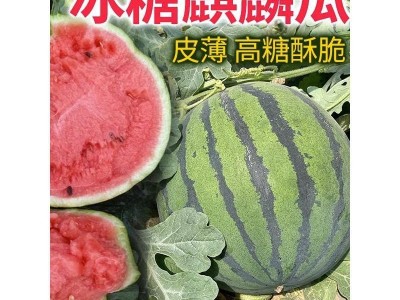 8424麒麟西瓜种籽四季甜王美都小西瓜黑皮无籽早熟懒汉2k西瓜种子图2