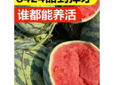 8424麒麟西瓜种籽四季甜王美都小西瓜黑皮无籽早熟懒汉2k西瓜种子图5