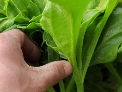 四季水晶冰菜种子冰菜籽种冰草菜籽阳台稀有蔬菜野菜图4