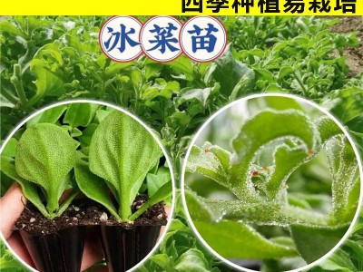 四季水晶冰菜种子冰菜籽种冰草菜籽阳台稀有蔬菜野菜图5
