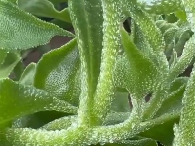 四季水晶冰菜种子冰菜籽种冰草菜籽阳台稀有蔬菜野菜图3