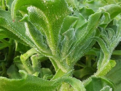 四季水晶冰菜种子冰菜籽种冰草菜籽阳台稀有蔬菜野菜图2