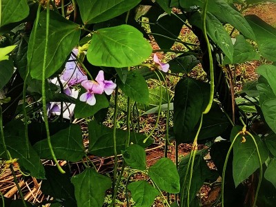 无架豆角长豆角种子苗秧豇豆四季豆蔬菜种籽大全孑豆角苗豆种无架图3
