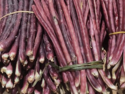 无架豆角长豆角种子苗秧豇豆四季豆蔬菜种籽大全孑豆角苗豆种无架图2
