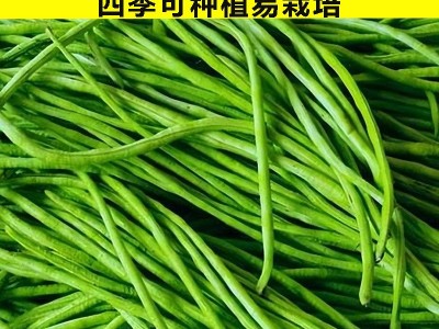 无架豆角长豆角种子苗秧豇豆四季豆蔬菜种籽大全孑豆角苗豆种无架图5