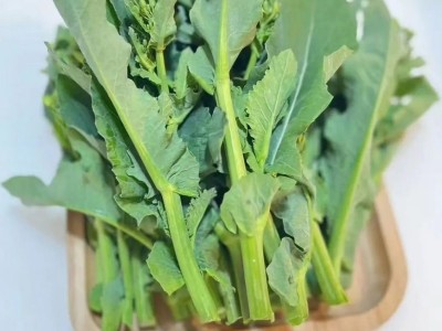 【新品上市】 板蓝根青菜种子 功能型萨菜 种植简单 家庭必备图4