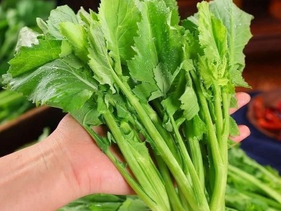【新品上市】 板蓝根青菜种子 功能型萨菜 种植简单 家庭必备图2