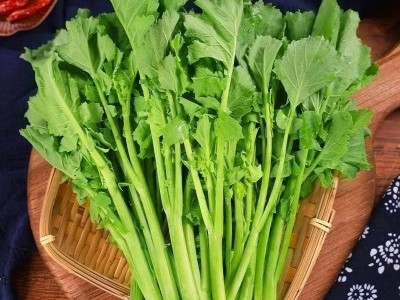 【新品上市】 板蓝根青菜种子 功能型萨菜 种植简单 家庭必备图3