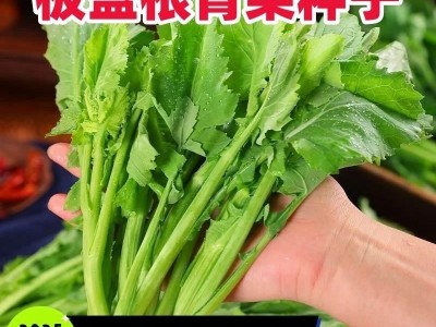 【新品上市】 板蓝根青菜种子 功能型萨菜 种植简单 家庭必备图5